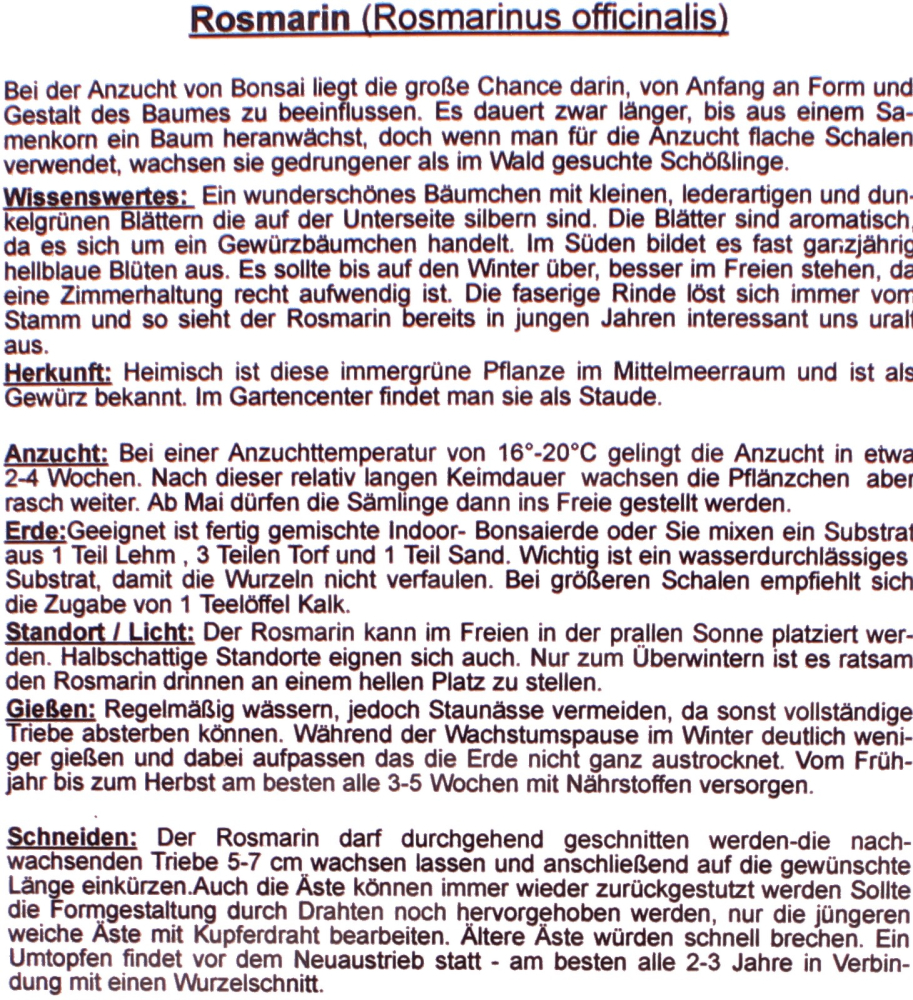 Preview: Bonsai - 35 Samen Rosmarinus officinalis - Rosmarin 90133