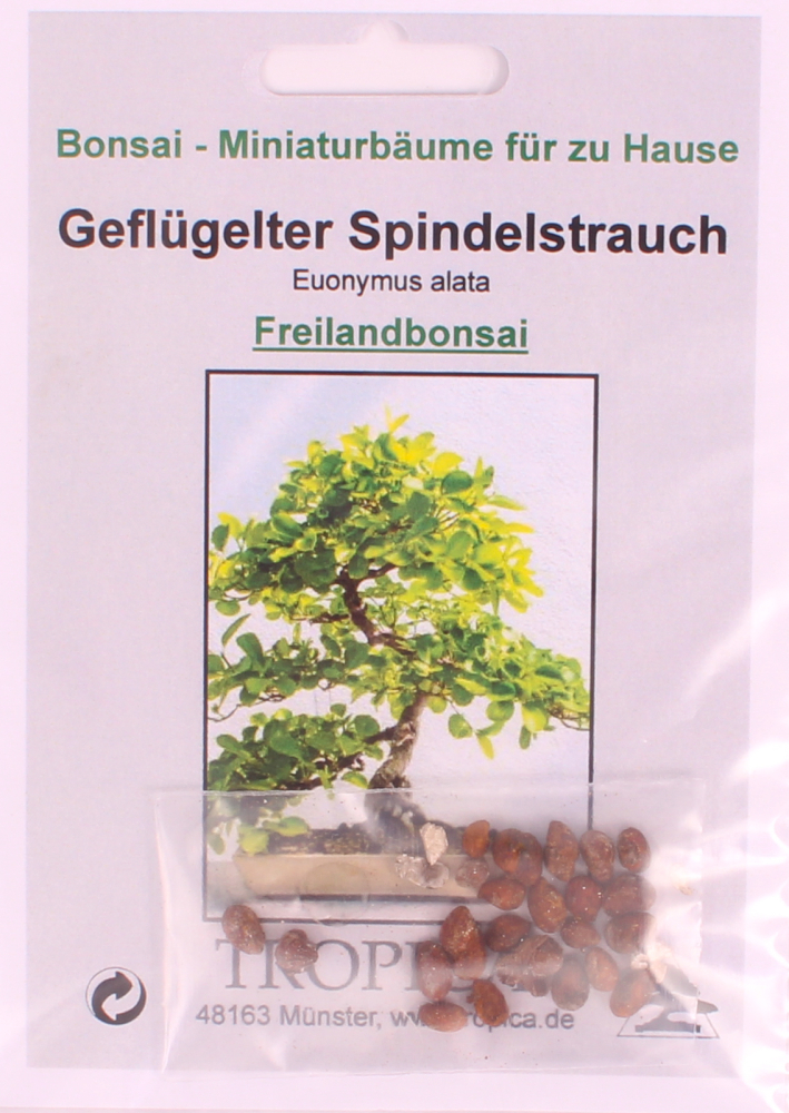 Bonsai - 20 Samen Euonymus alatus - Flügel-Spindelstrauch 90135