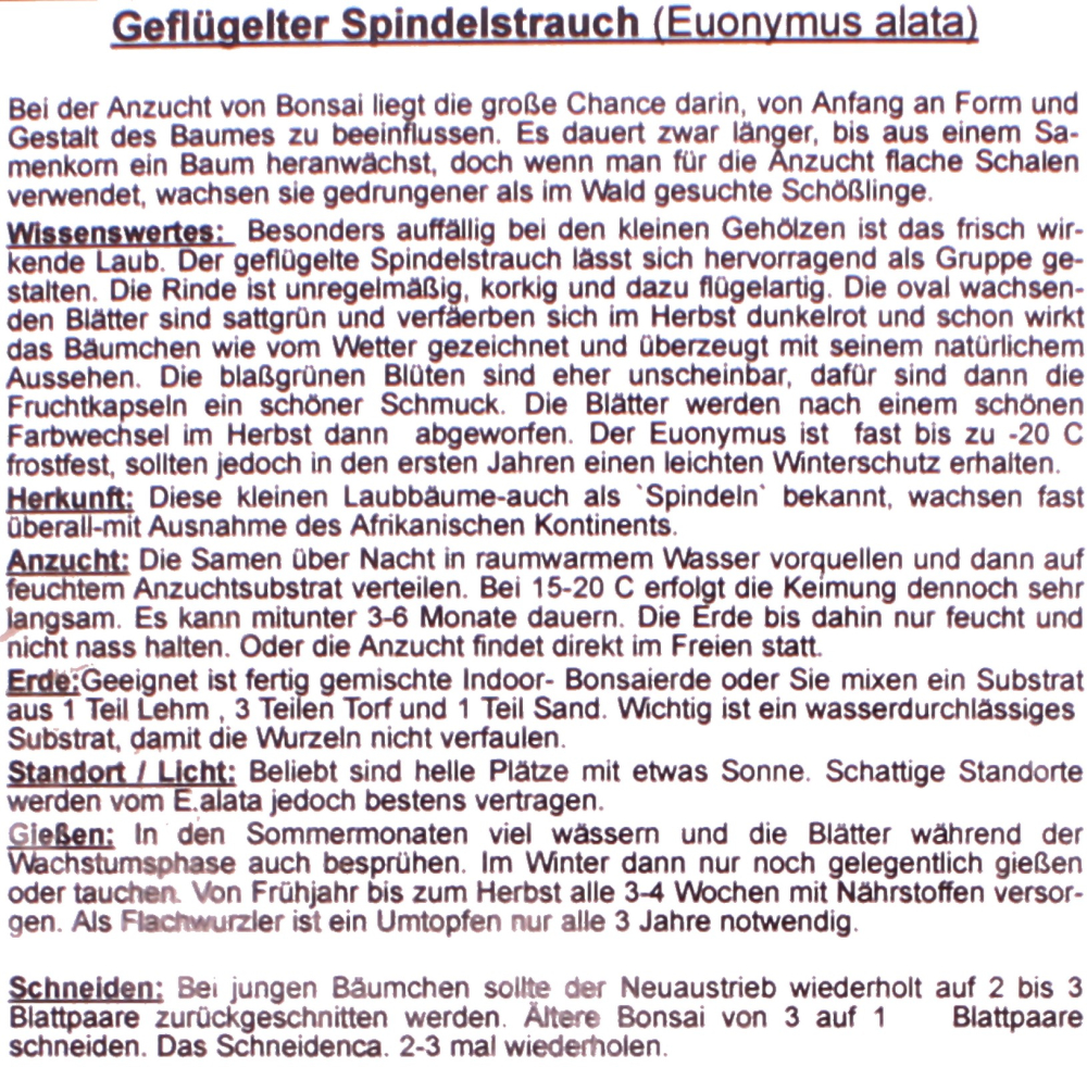 Preview: Bonsai - 20 Samen Euonymus alatus - Flügel-Spindelstrauch 90135