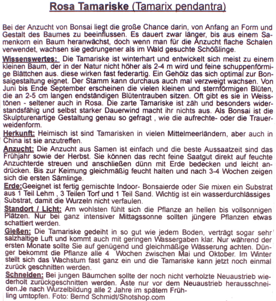 Preview: Bonsai - 100 Samen Tamarix pendranta - Rosa Tamariske 90137