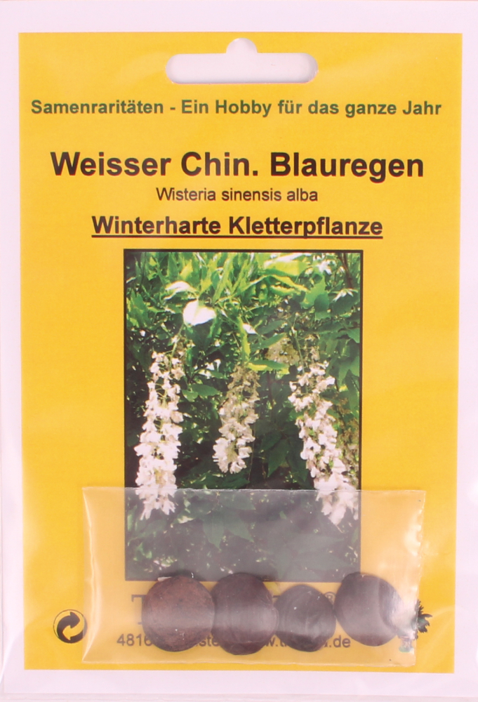 Bonsai - 4 Samen Wisteria sinensis alba - Weisser Chinesischer Blauregen 90139