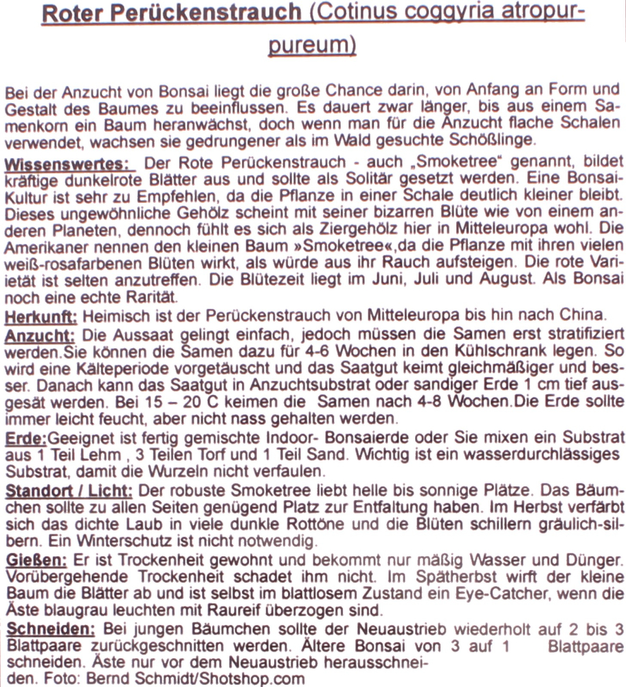Preview: Bonsai - 25 Samen Cotinus coggyria atropurpureum - Roter Perückenstrauch 90141
