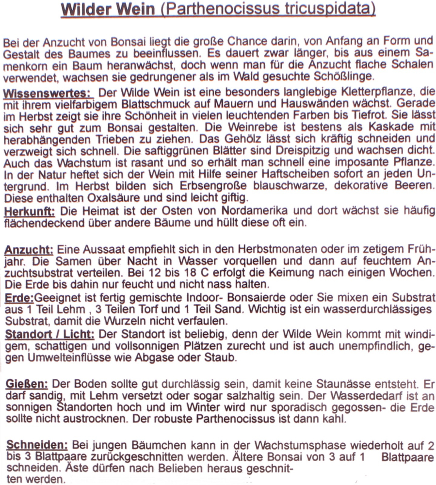 Preview: Bonsai - 25 Samen Parthenocissus tricuspidata - Wilder Wein 90143