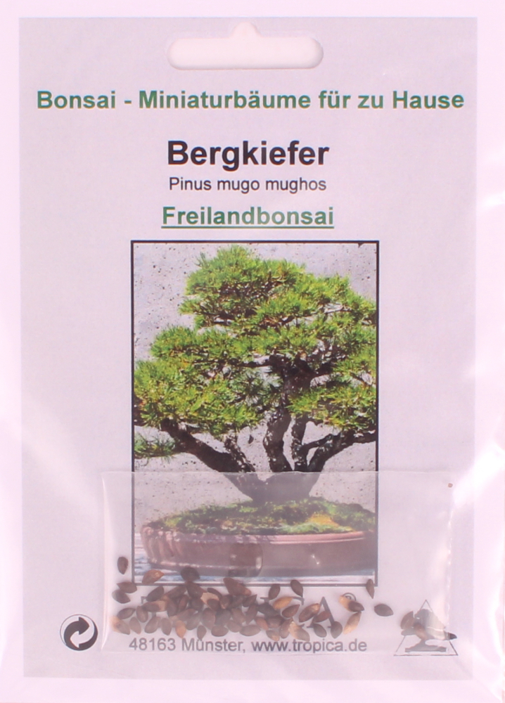 Bonsai - 25 Samen Pinus mugo var. mughus - Bergkiefer 90144