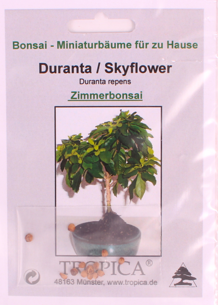 Bonsai -10 Samen Duranta repens - Duranta / Skyflower 90145