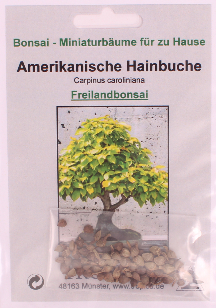 Bonsai - 25 Samen Carpinus caroliana - Amerikanische Hainbuche 90146