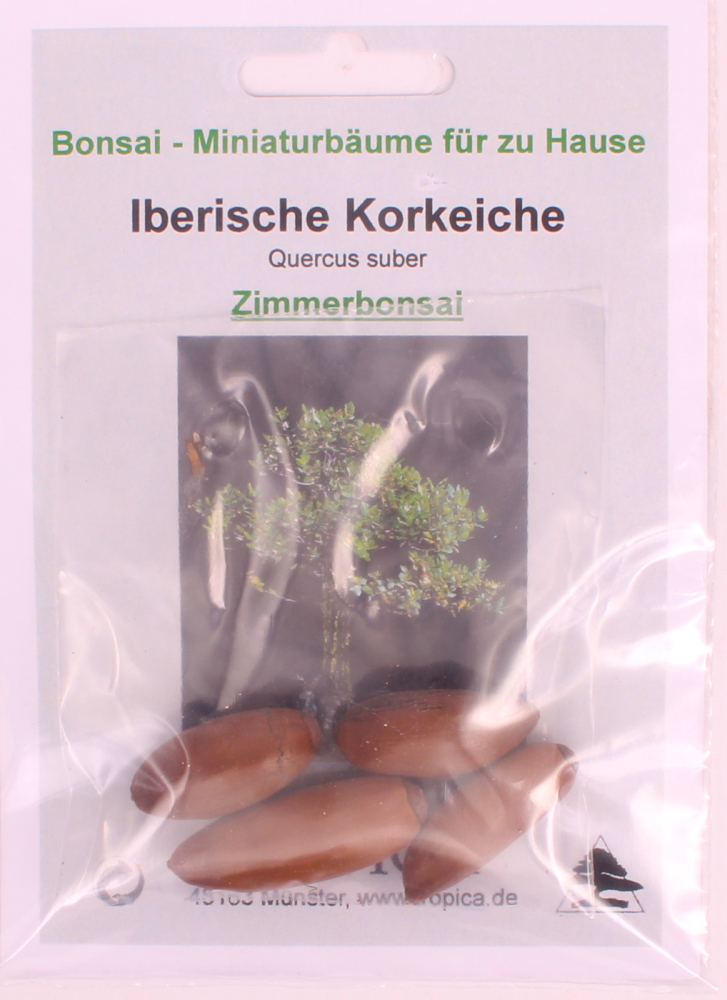 Bonsai - 4 Samen Quercus suber - Iberische Korkeiche 90149