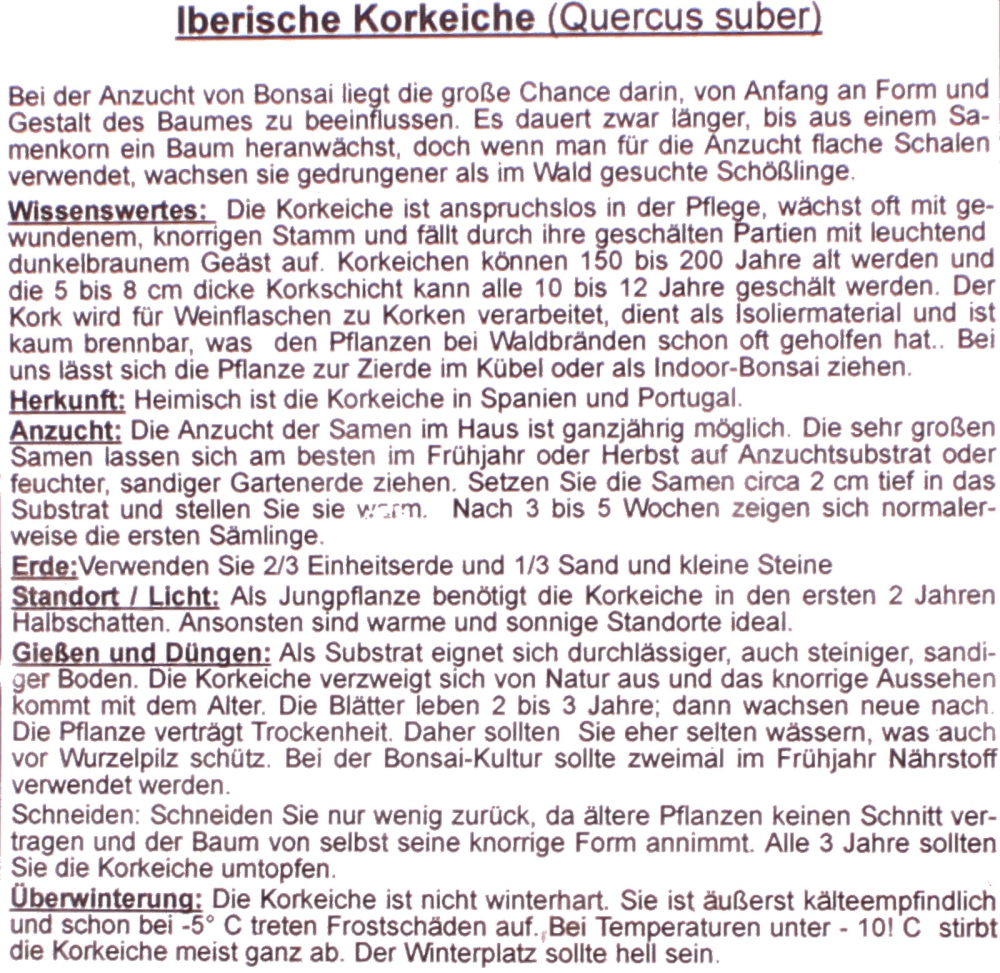 Preview: Bonsai - 4 Samen Quercus suber - Iberische Korkeiche 90149