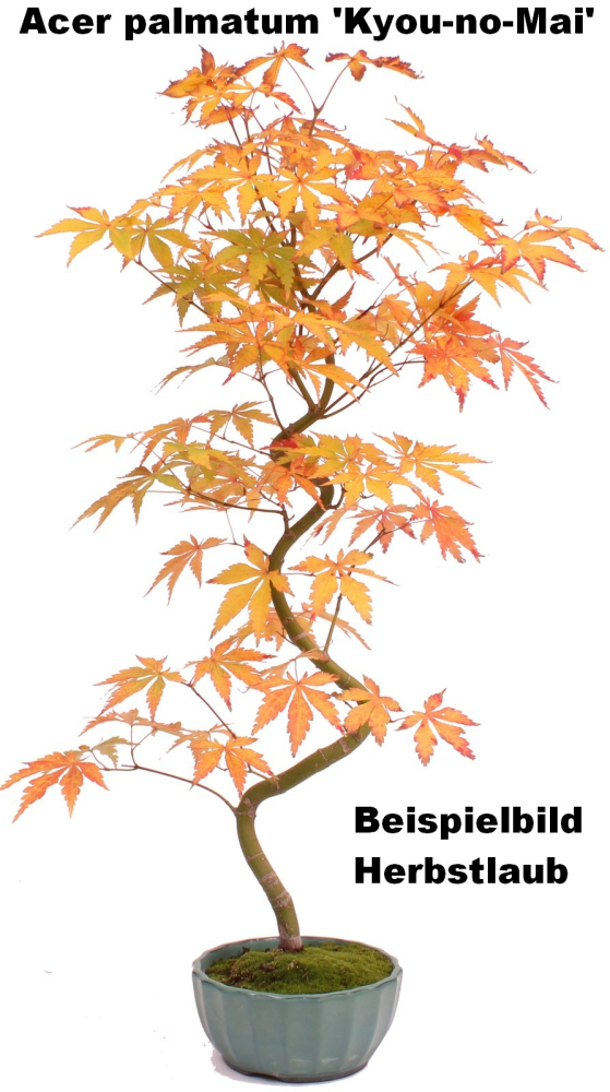 Preview: Bonsai - Acer palmatum 'Kyou-no-Mai' Japanischer Fächerahorn aus Japan 229/49
