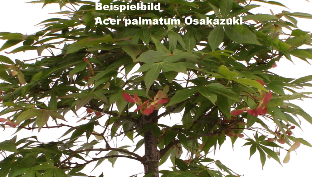 Bonsai - Acer palmatum 'Osakazuki', Japanischer Fächerahorn aus Japan 226/14
