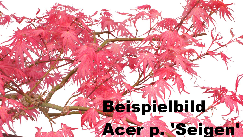 Bonsai - Acer palmatum 'Seigen' Japanischer Fächerahorn aus Japan 229/63