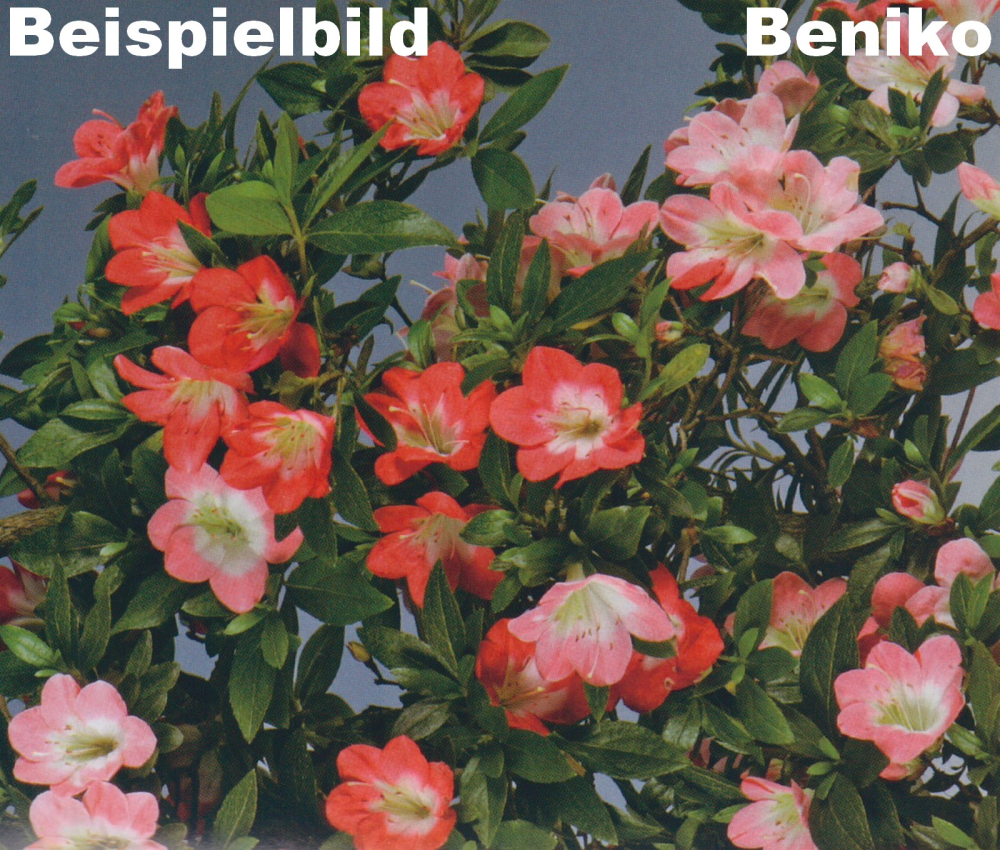 Preview: Bonsai Japanische Satsuki Azalee 'Beniko' Rhododendron indicum 229/140