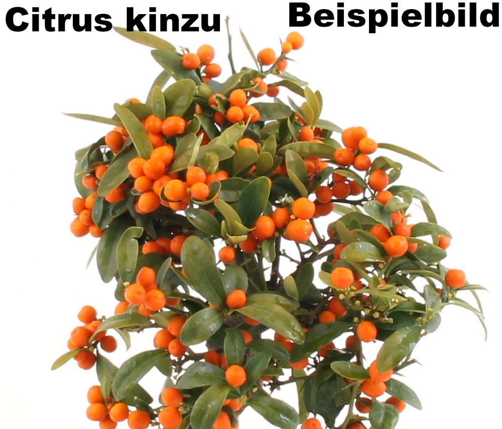 Bonsai - Citrus kinzu, Orangenbaum mit sehr kleinen Früchten  216/44