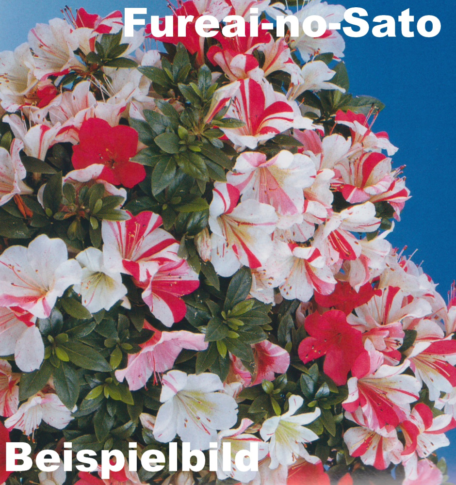 Preview: Bonsai - Japanische Satsuki Azalee 'Fureai-no-Sato' -Rhododendron indicum 229/93