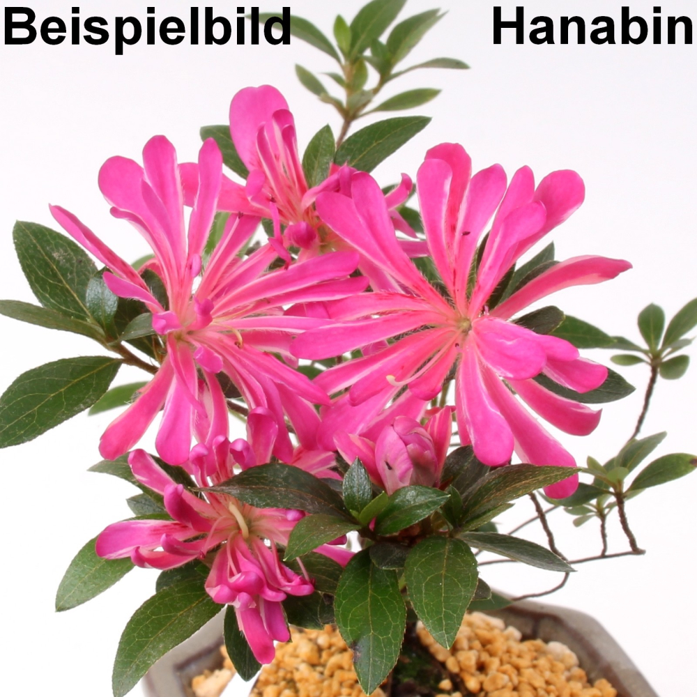 Bonsai Japanische Satsuki Azalee 'Hanabin' Rhododendron indicum 229/136