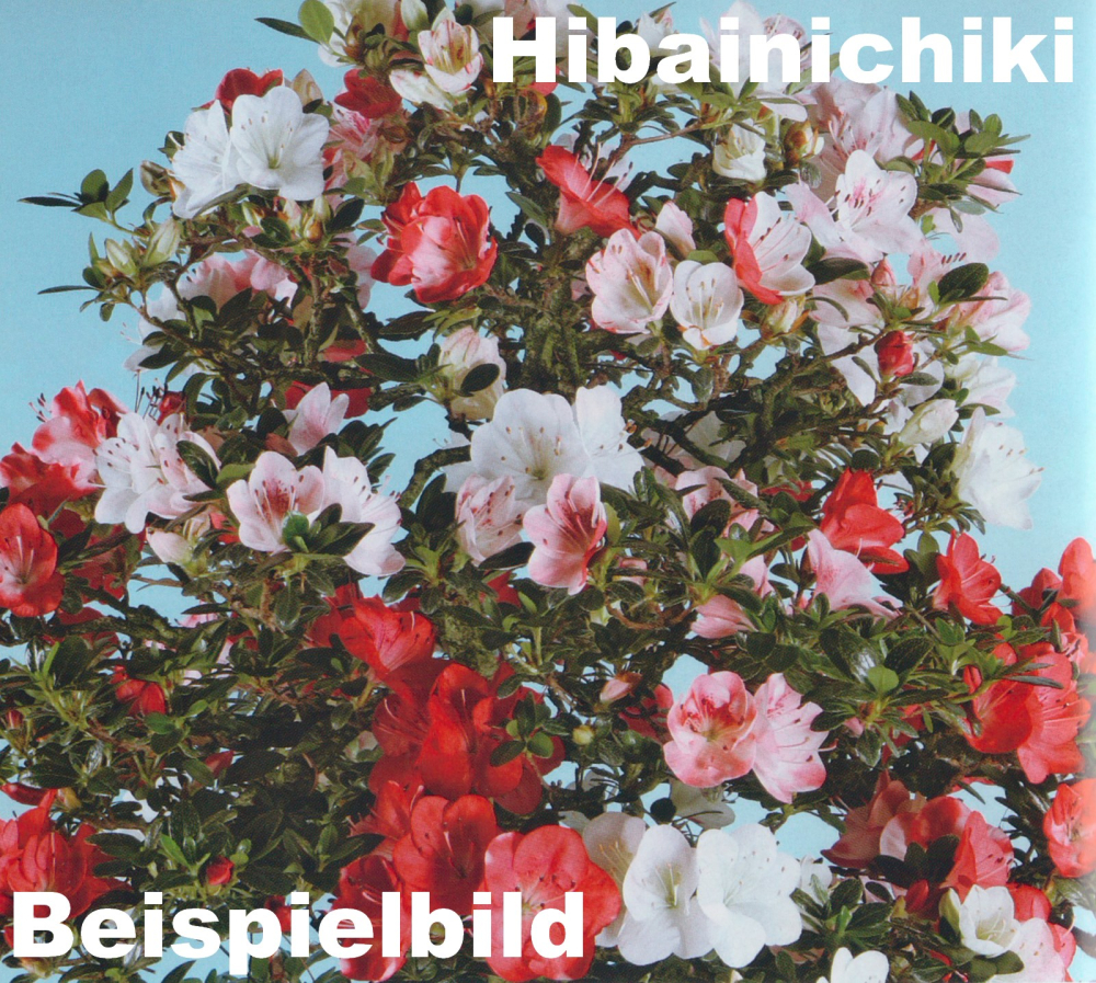 Preview: Bonsai - Japanische Satsuki Azalee 'Hibainishiki' - Rhododendron indicum 229/106