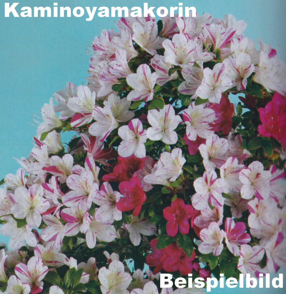 Preview: Bonsai Japanische Satsuki Azalee 'Kaminoyamakorin'' Rhododendron indicum 227/19