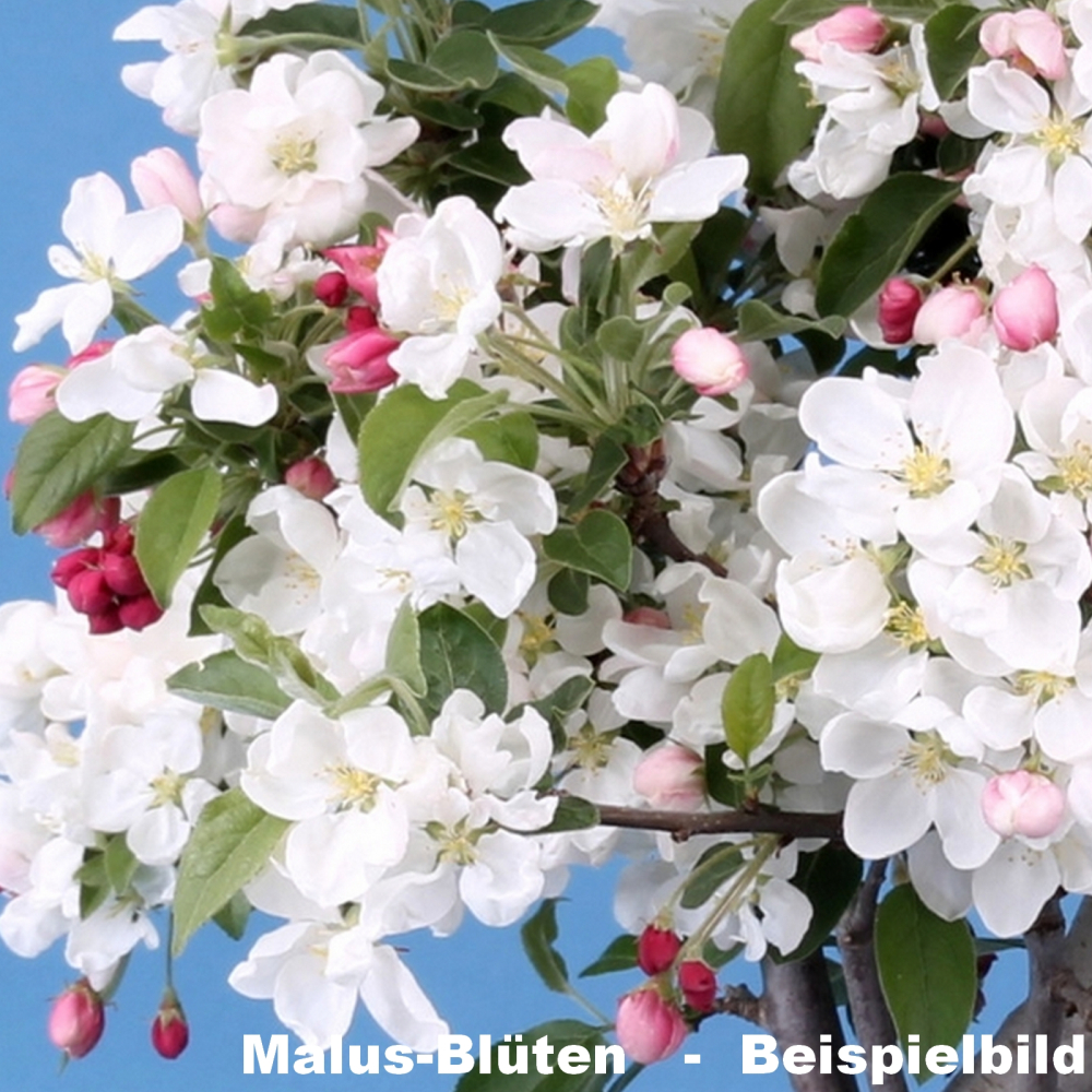 Bonsai - Malus spec.  Zier-Apfel 230/42