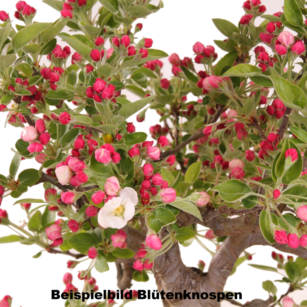 Bonsai - Malus spec.  Zier-Apfel 230/42