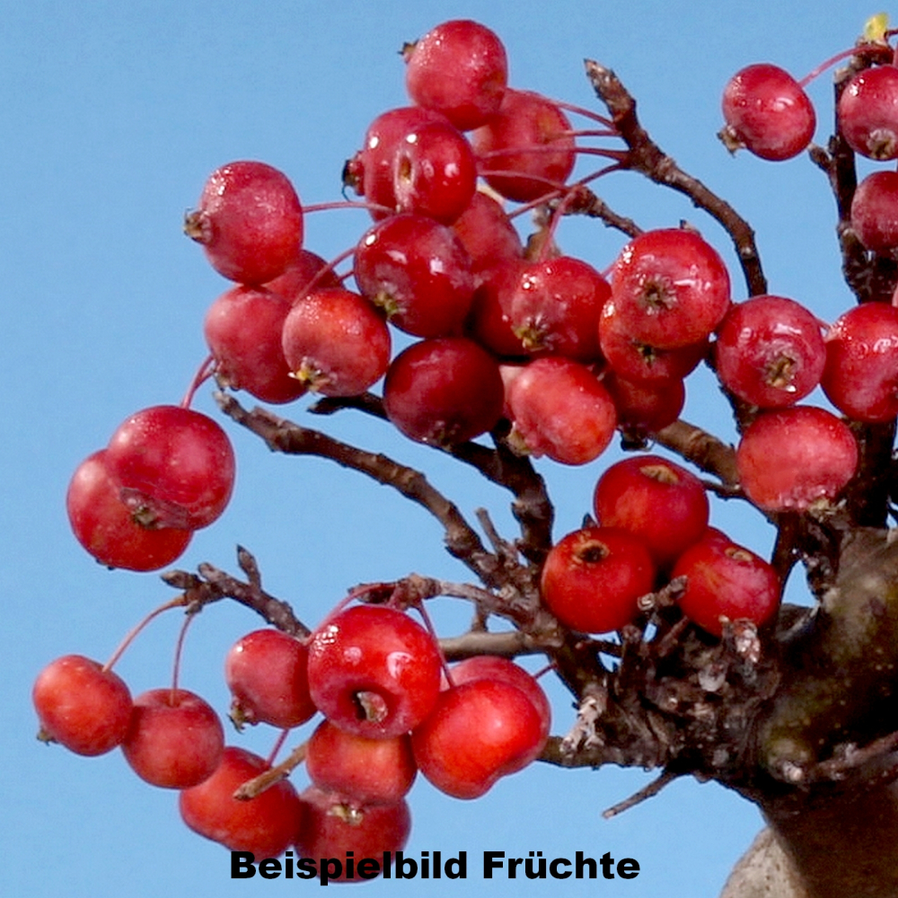 Bonsai - Malus spec.  Zier-Apfel 230/42