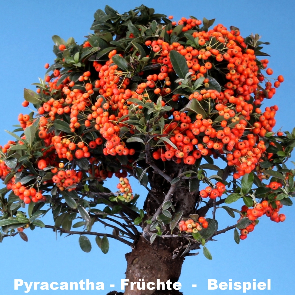 Bonsai - Pyracantha spec., Feuerdorn 216/139