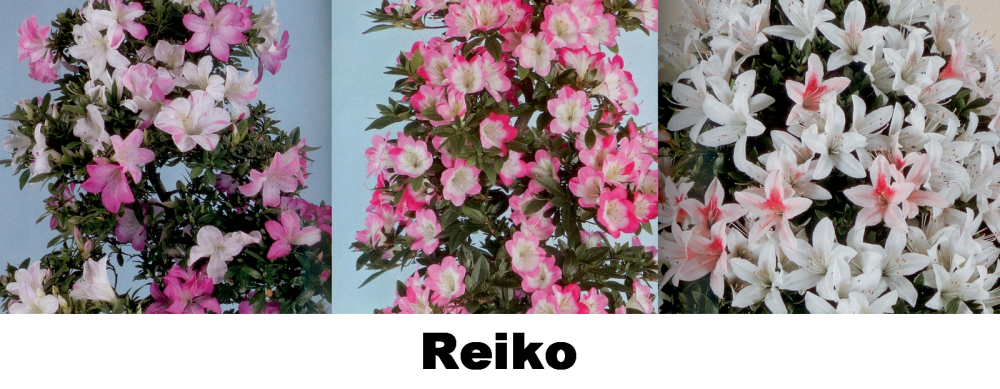 Bonsai Japanische Satsuki Azalee 'Reiko' Rhododendron indicum 229/132
