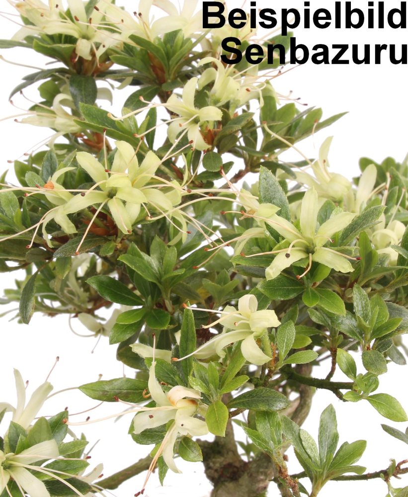 Preview: Bonsai Japanische Satsuki Azalee 'Senbazuru' Rhododendron indicum 229/135
