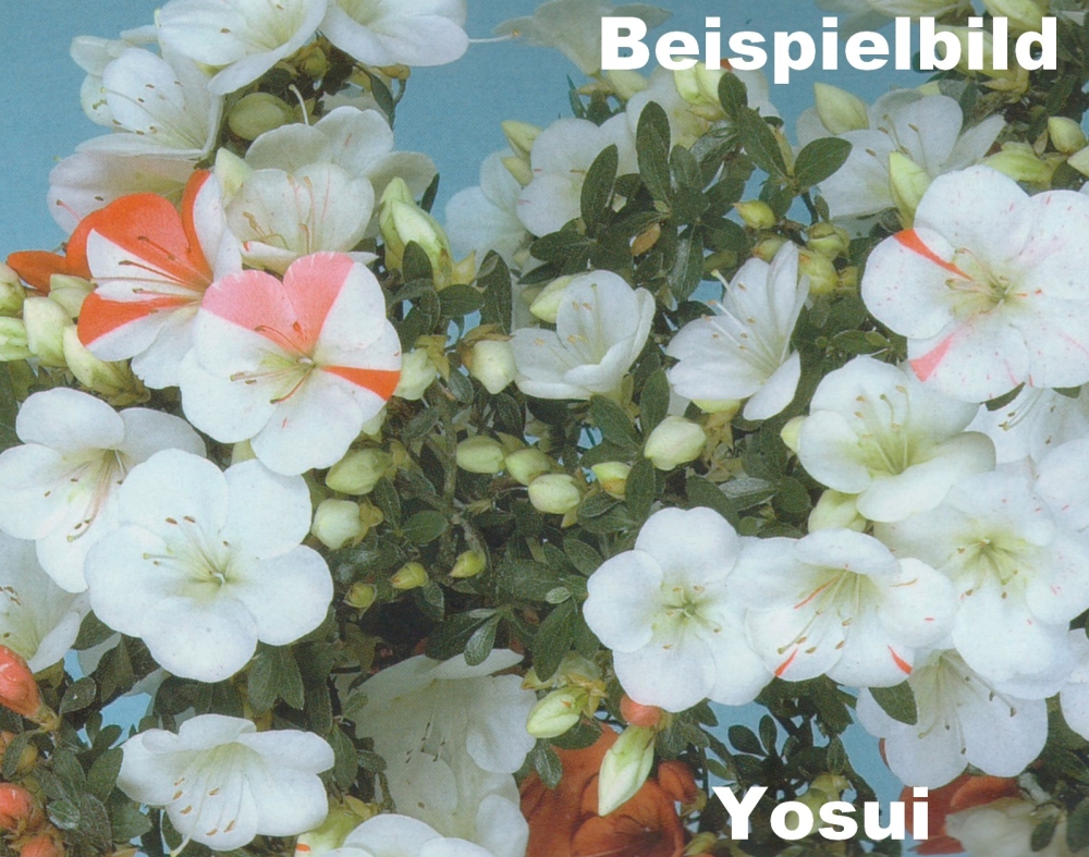 Bonsai - Japanische Satsuki Azalee 'Yosui ' 211/45