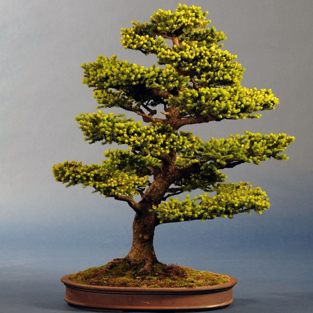 Bonsai - Nadelbäume