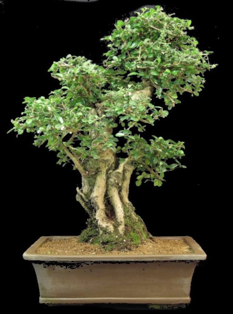 Preview: Carmona microphylla - Fukientee (Pflegeanleitung)