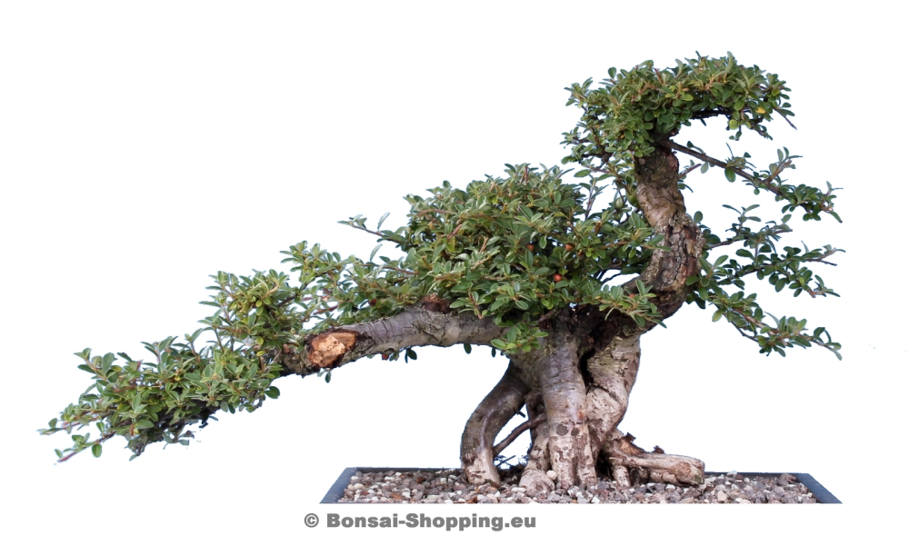 Preview: Cotoneaster spec., Zwergmispel (Pflegeanleitung)