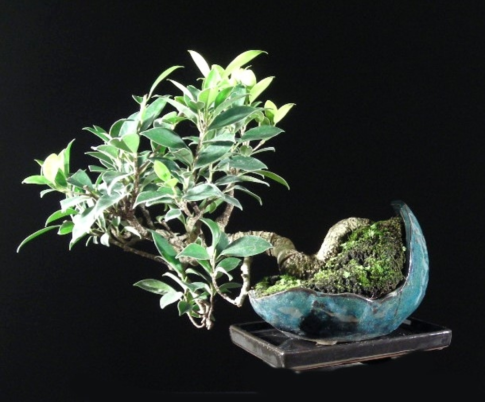 Preview: Ficus microcarpa (retusa) -Chinesische Feige  (Pflegeanleitung)