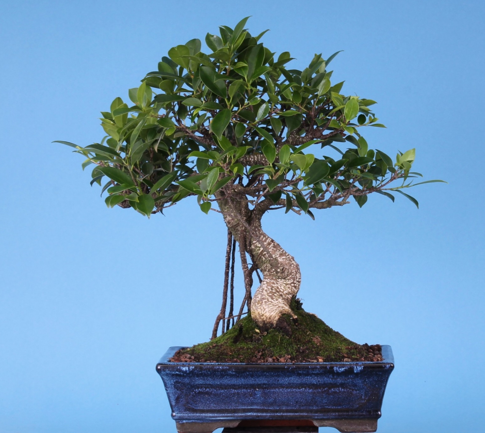 Ficus microcarpa (retusa) -Chinesische Feige  (Pflegeanleitung)