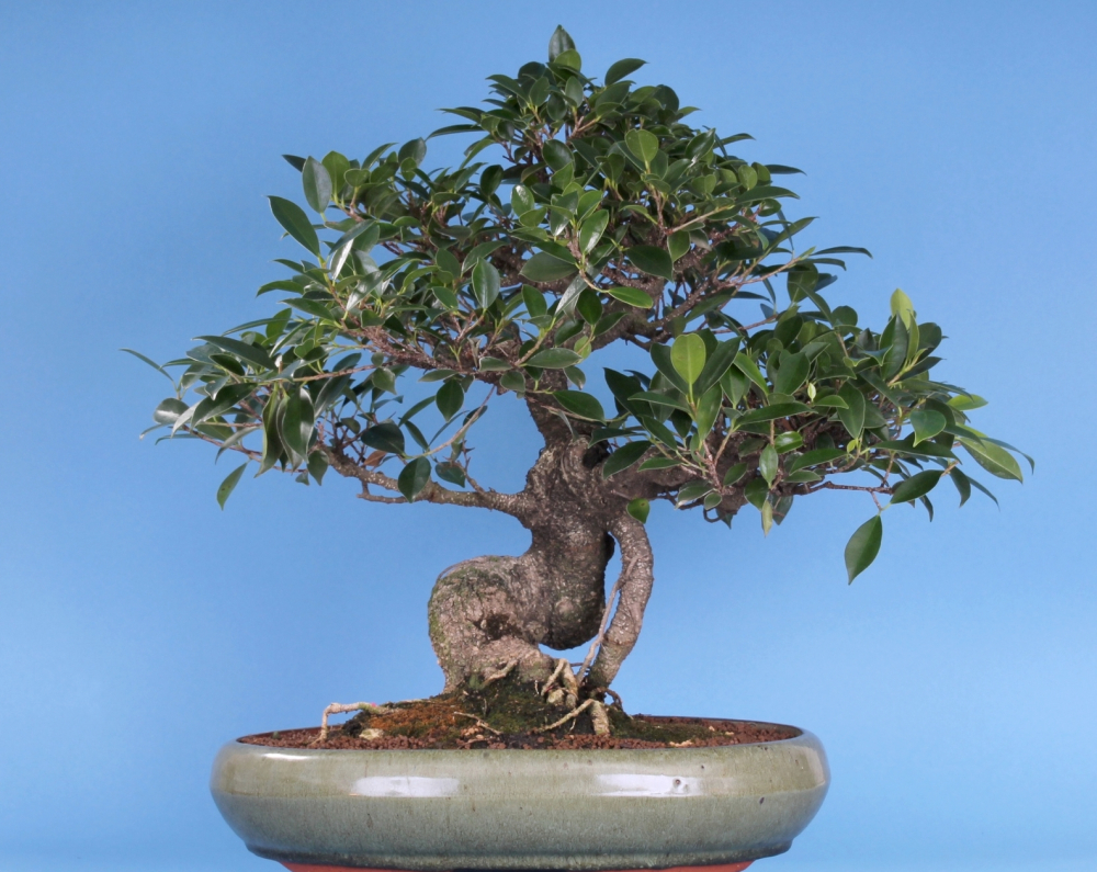 Preview: Ficus microcarpa (retusa) -Chinesische Feige  (Pflegeanleitung)