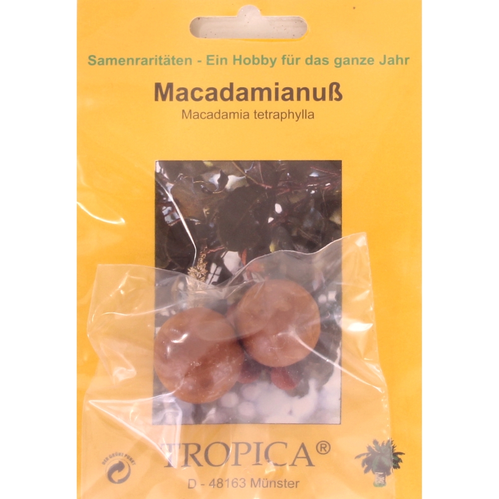 Bonsai - 2 Samen v. Macadamia tetraphylla, Macadamianuss, 90090