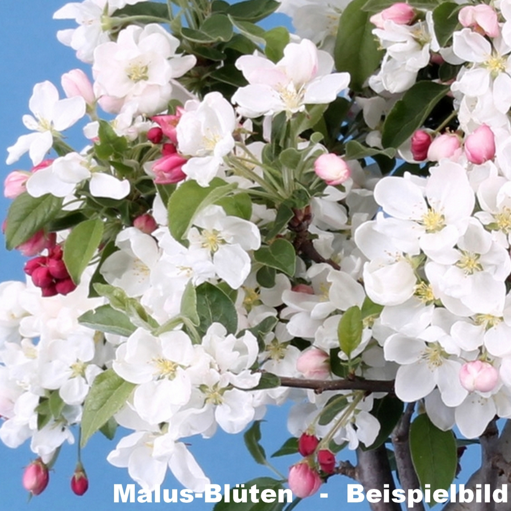 Malus spec. - Apfel, Zierapfel (Pflegeanleitung)
