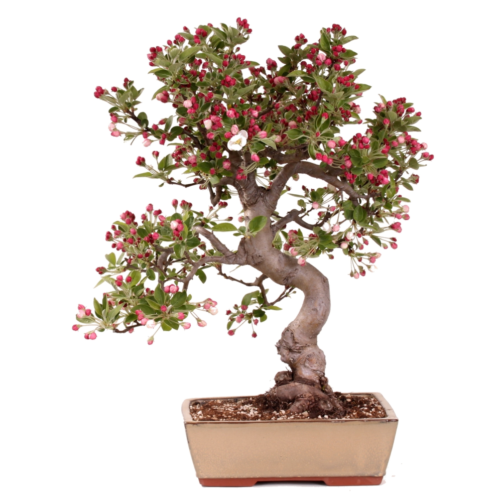 Preview: Malus spec. - Apfel, Zierapfel (Pflegeanleitung)