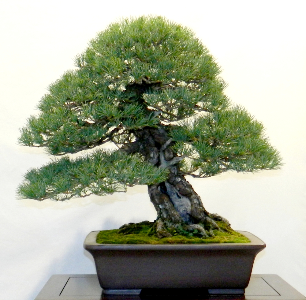 Preview: Pinus parviflora - Mädchenkiefer (Pflegeanleitung)