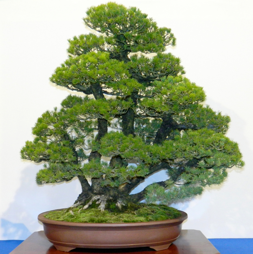 Pinus parviflora - Mädchenkiefer (Pflegeanleitung)