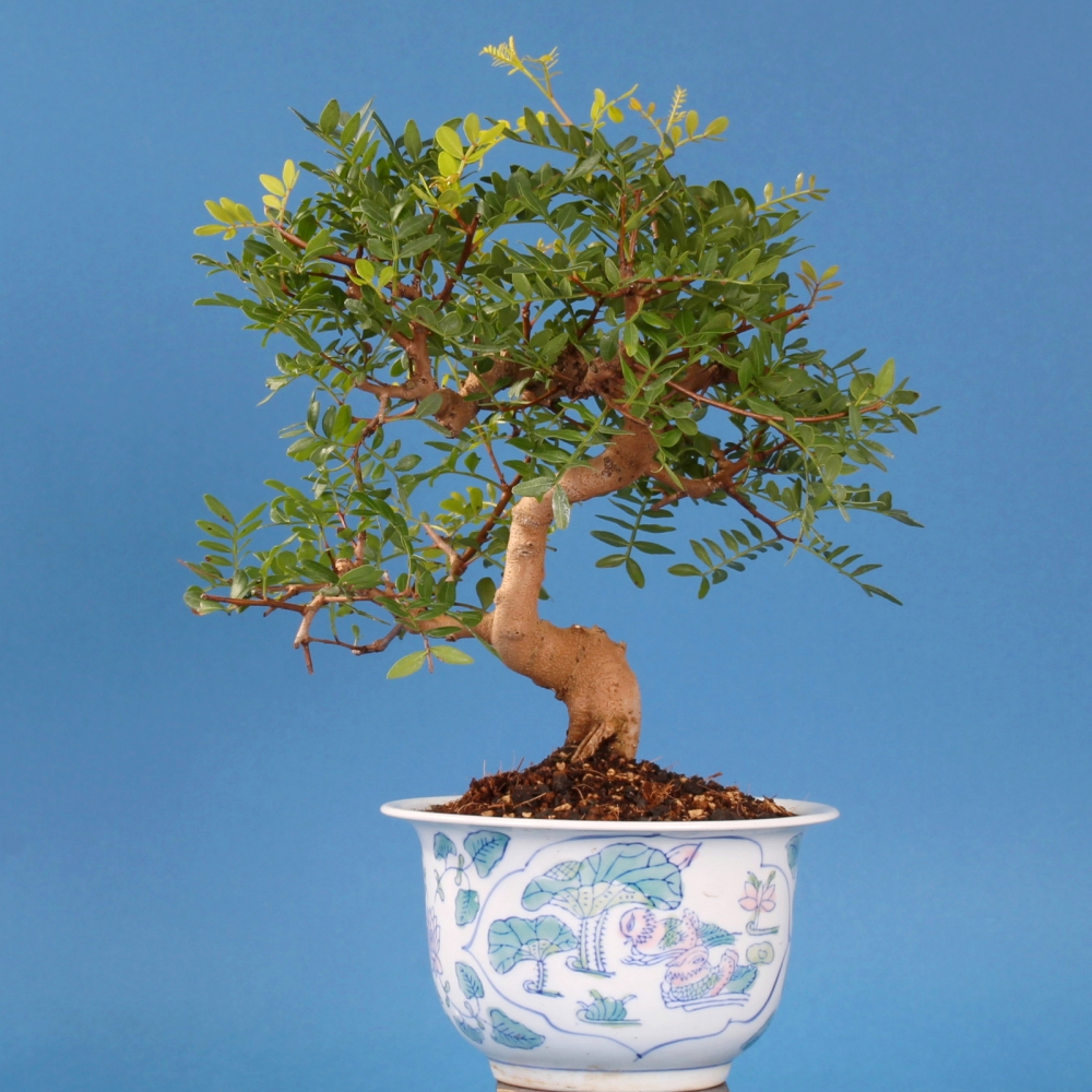 Preview: Pistacia lentiscus, Pistazie, Mastixstrauch (Pflegeanleitung)