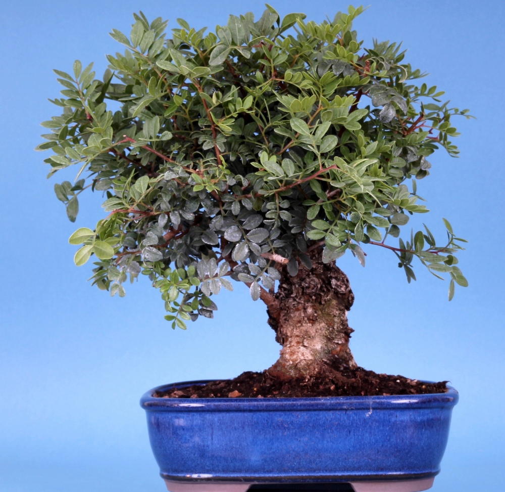 Preview: Pistacia lentiscus, Pistazie, Mastixstrauch (Pflegeanleitung)