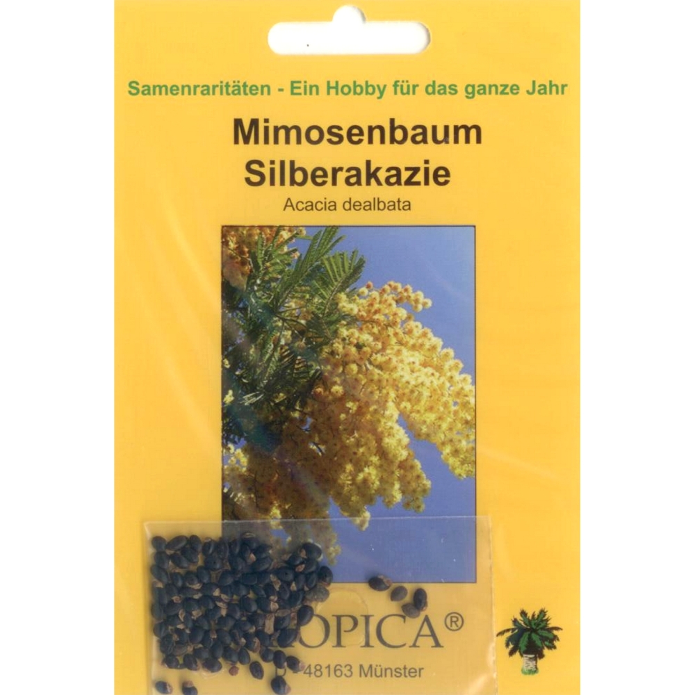 Bonsai - 25 Samen v. Acacia dealbata, Mimosenbaum, Silberakazie, 90050