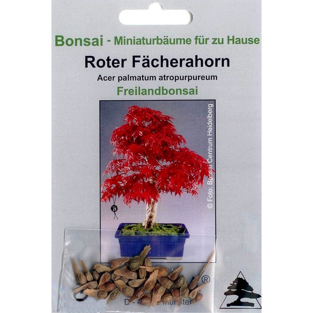 Bonsai - 20 Samen, Acer palmatum atropurpureum, Roter Fächerahorn 90001