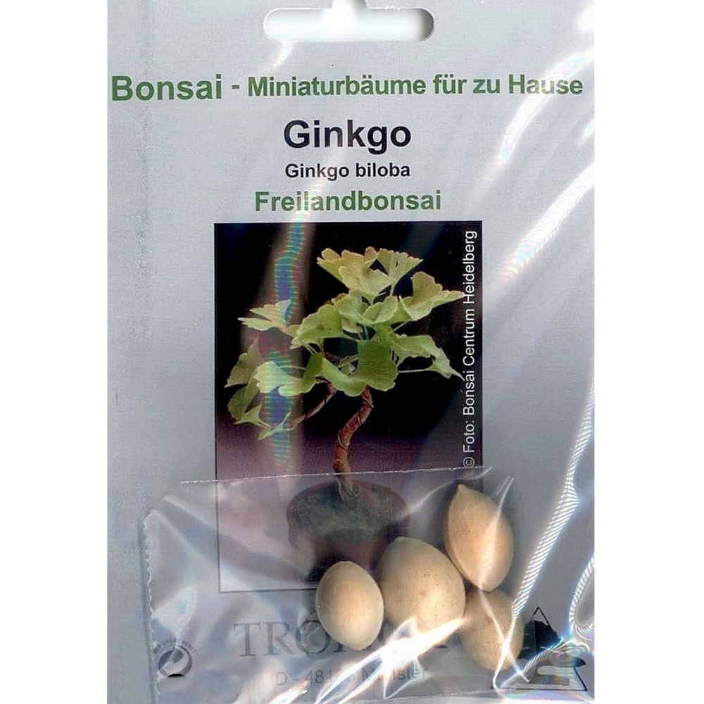 Bonsai - 4 Samen von Ginkgo biloba, 90003