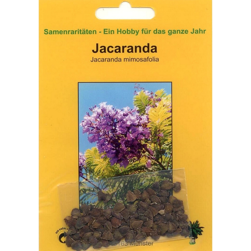 Bonsai - 50 Samen Jacaranda mimosafolia, Jacaranda, 90032