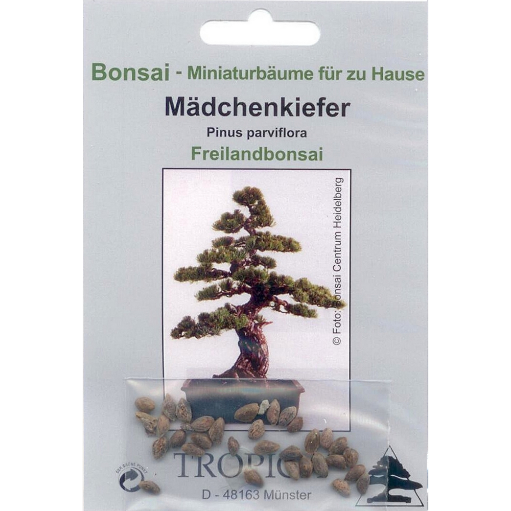 Bonsai - 12 Samen von Pinus parviflora - Mädchenkiefer 90008