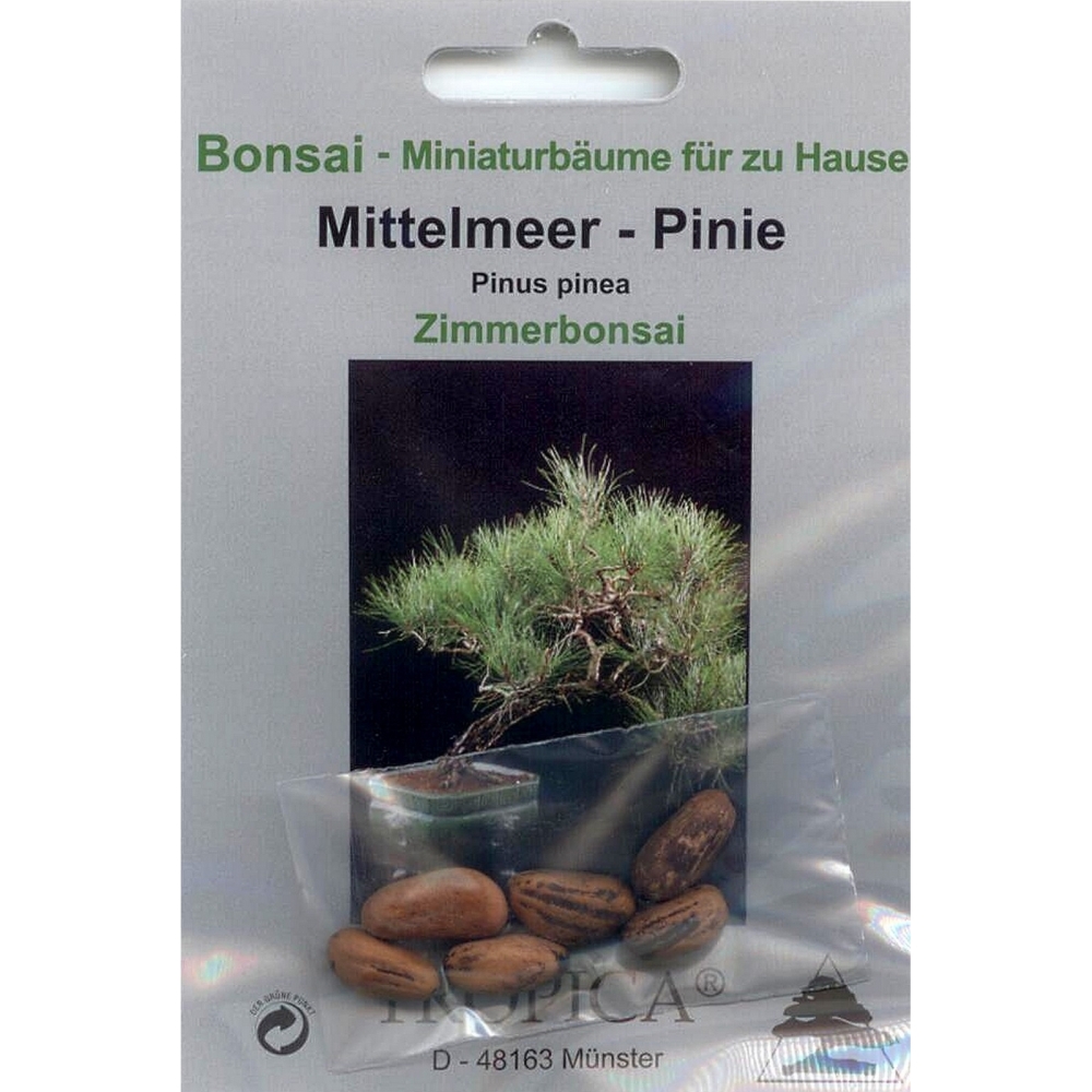 Bonsai - 6 Samen Pinus pinea, Mittelmeer-Pinie, 90035