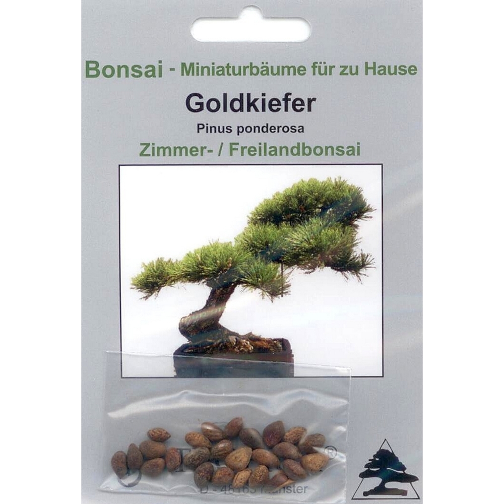 Bonsai - 20 Samen von Pinus ponderosa, Goldkiefer 90010