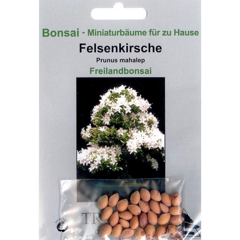 Bonsai - 30 Samen von Prunus mahalep, Felsenkirsche, 90006