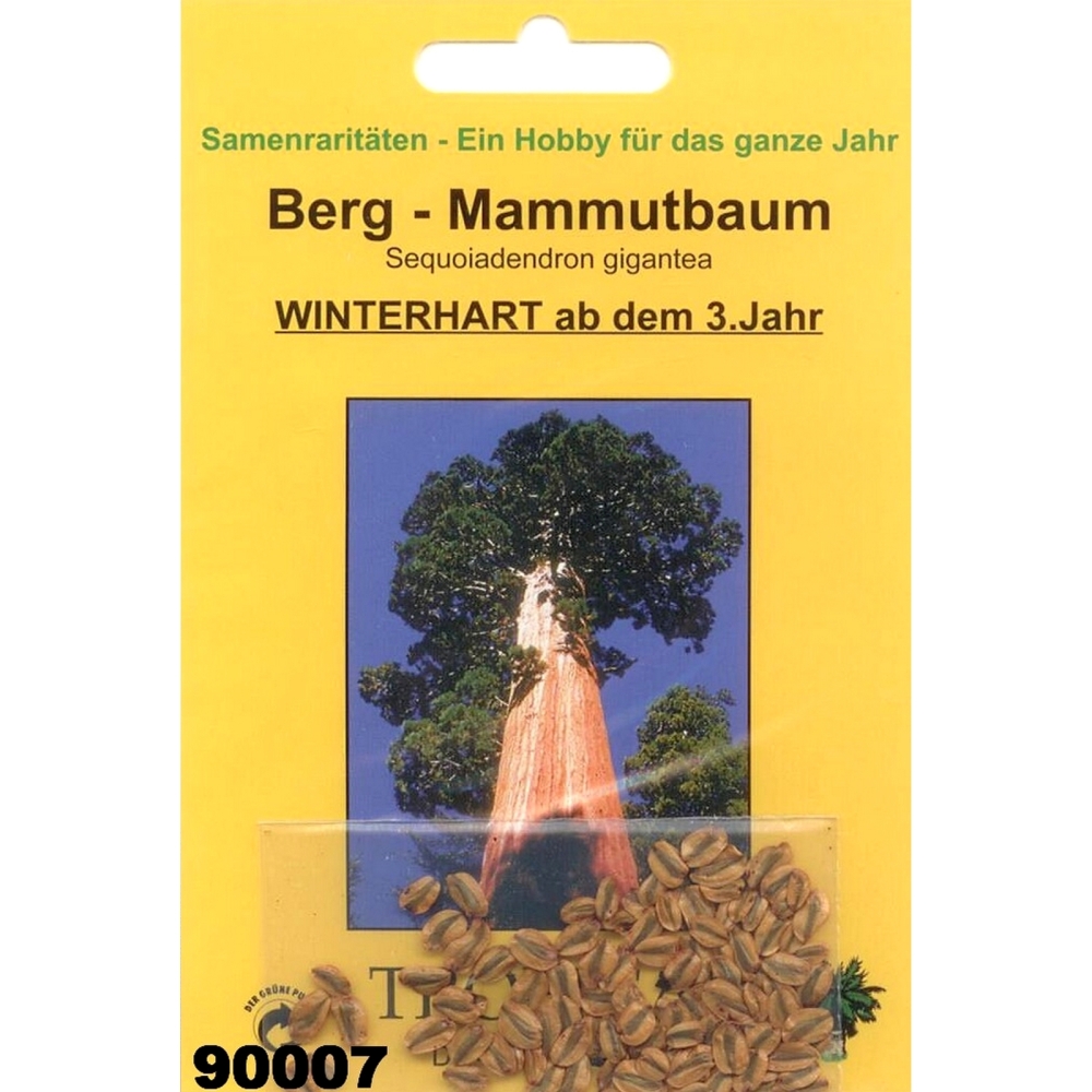 Bonsai - 50 Samen v. Sequoiadendron gigantea, Bergmammutbaum, 90007